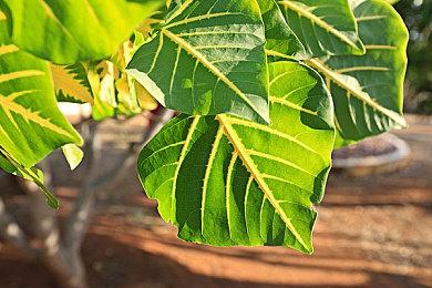 《生化危机9》更多爆料 将有两个无法杀死的追踪者