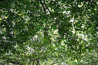 多人合作运镖《喵门镖局》全新职业更新 现于Steam开启五折特惠